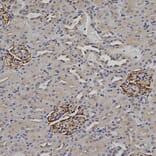 Immunohistochemistry - Anti-Nestin Antibody (A104326) - Antibodies.com