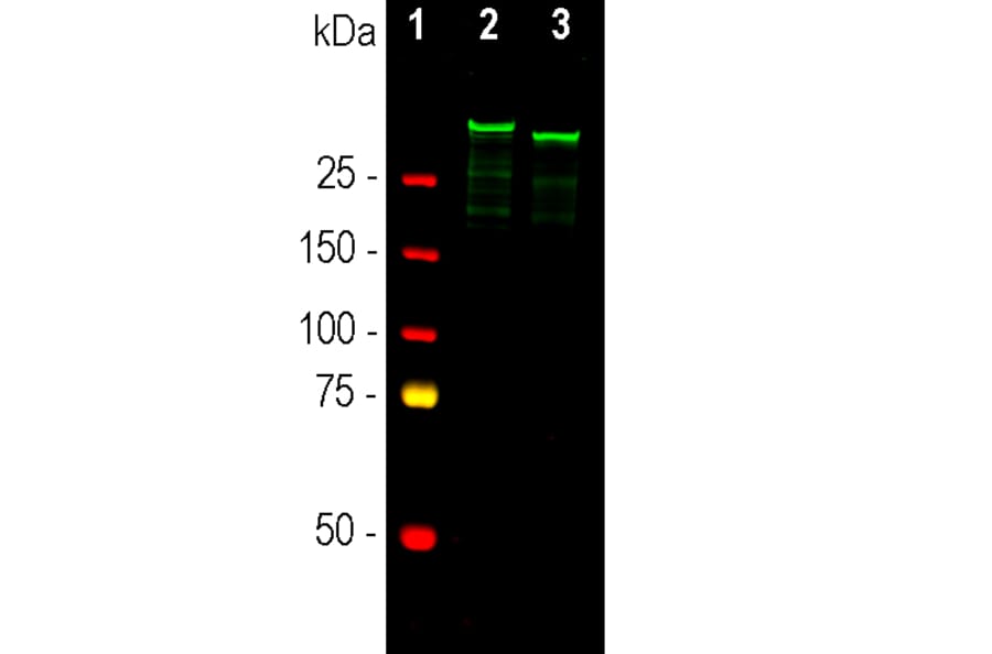 Western Blot - Anti-MAP2A + MAP2B Antibody - Antibodies.com (A104327)