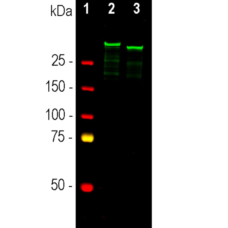Western Blot - Anti-MAP2A + MAP2B Antibody - Antibodies.com (A104327)