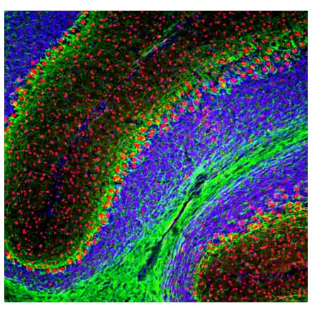 Immunofluorescence - Anti-FOX2 Antibody (A104328) - Antibodies.com
