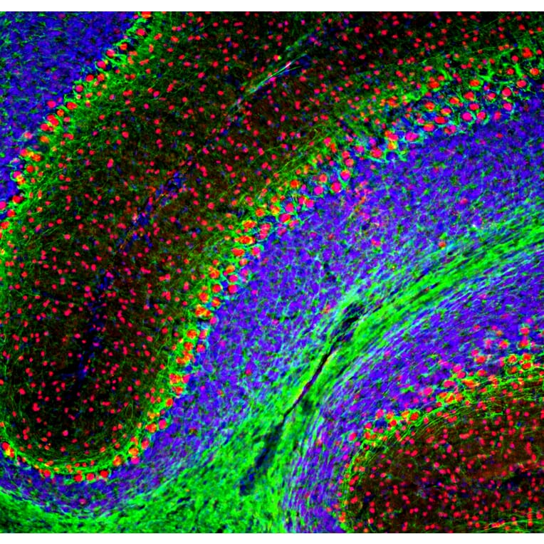 Immunofluorescence - Anti-FOX2 Antibody - Antibodies.com (A104328)