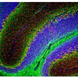 Immunofluorescence - Anti-FOX2 Antibody - Antibodies.com (A104328)