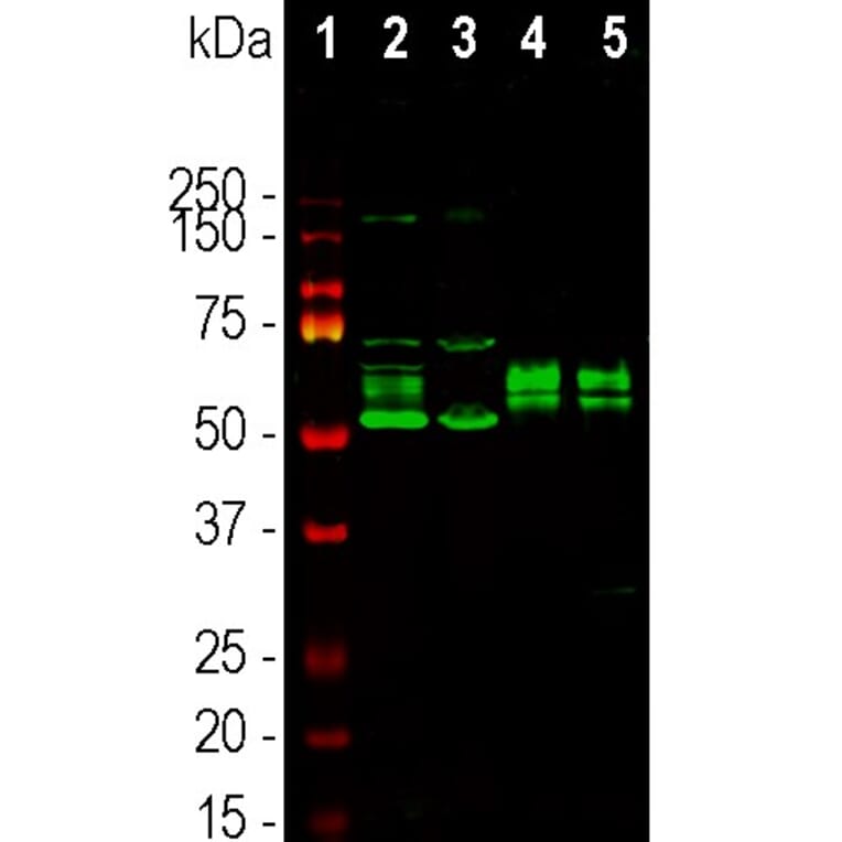 Western Blot - Anti-FOX2 Antibody - Antibodies.com (A104328)