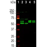 Western Blot - Anti-FOX2 Antibody - Antibodies.com (A104328)