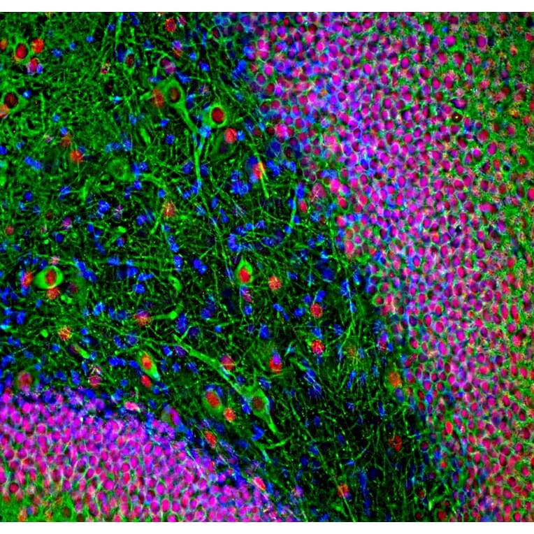 Immunofluorescence - Anti-FOX2 Antibody (A104328) - Antibodies.com