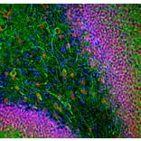Immunofluorescence - Anti-FOX2 Antibody (A104328) - Antibodies.com