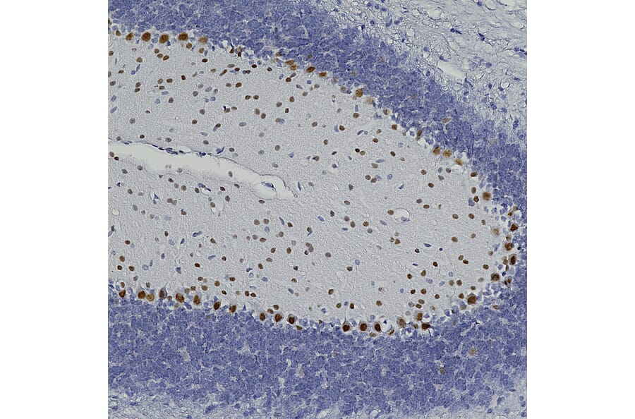 Immunohistochemistry - Anti-FOX2 Antibody (A104328) - Antibodies.com