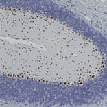 Immunohistochemistry - Anti-FOX2 Antibody (A104328) - Antibodies.com