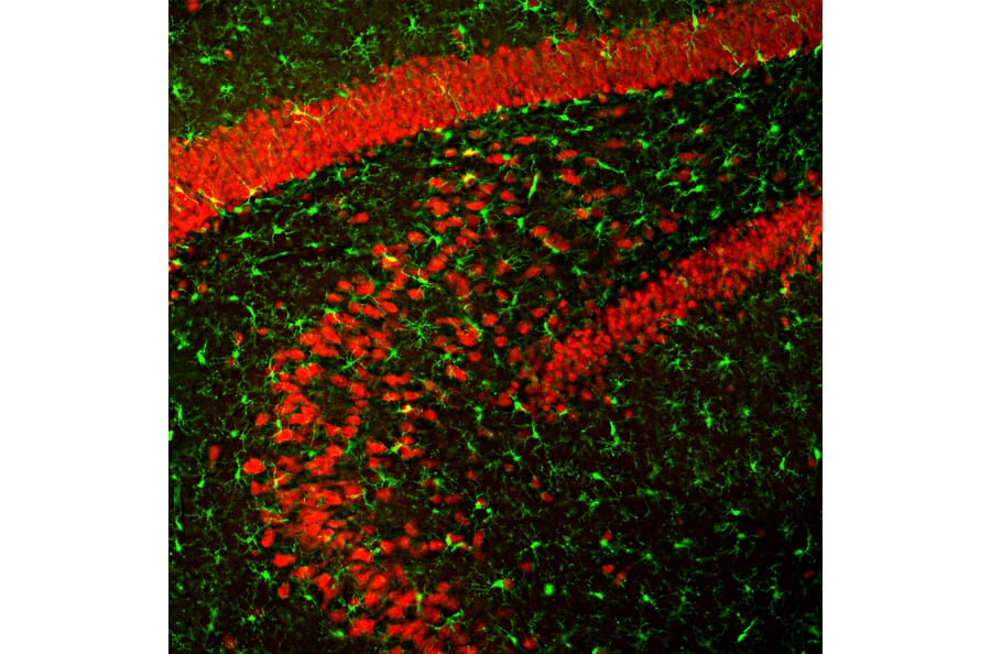 IHC of rat hippocampus using anti-FOX3 Antibody (A104330)