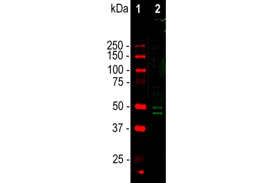 Western Blot - Anti-NeuN Antibody (A104330) - Antibodies.com