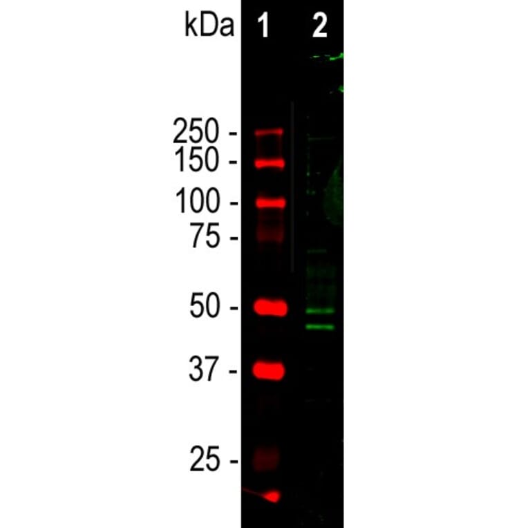 Western Blot - Anti-FOX3 Antibody - Antibodies.com (A104330)