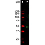 Western Blot - Anti-FOX3 Antibody - Antibodies.com (A104330)