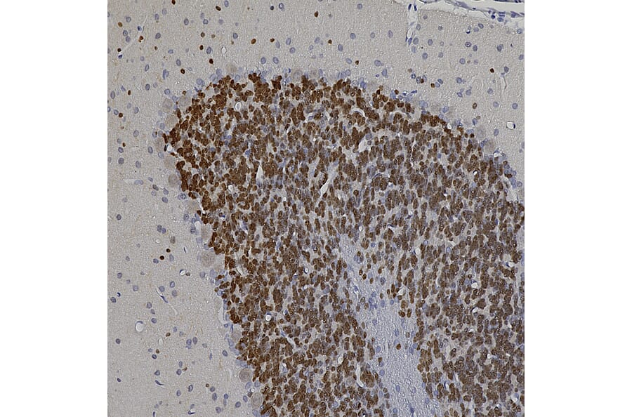 Immunohistochemistry - Anti-NeuN Antibody (A104330) - Antibodies.com