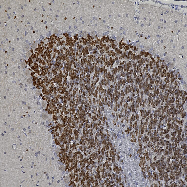 Immunohistochemistry - Anti-NeuN Antibody (A104330) - Antibodies.com
