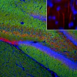 Immunofluorescence - Anti-Ankyrin 3 Antibody (A104331) - Antibodies.com
