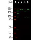 Western Blot - Anti-Ankyrin 3 Antibody (A104331) - Antibodies.com