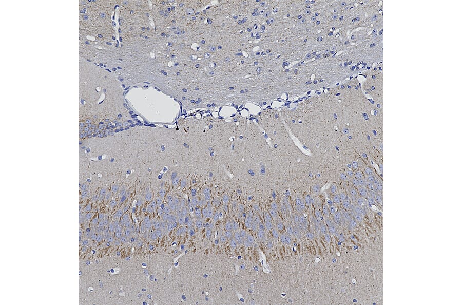 Immunohistochemistry - Anti-Ankyrin 3 Antibody (A104331) - Antibodies.com