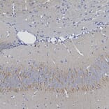 Immunohistochemistry - Anti-Ankyrin 3 Antibody (A104331) - Antibodies.com