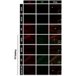 Validation Data - Anti-Iba1 Antibody (A104332)