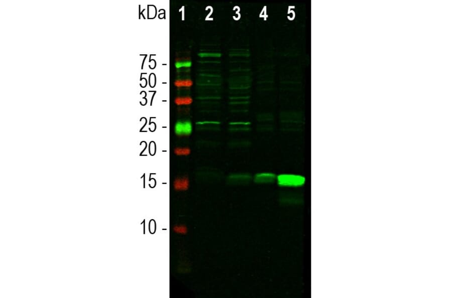 Western Blot - Anti-Iba1 Antibody (A104332) - Antibodies.com