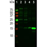 Western Blot - Anti-Iba1 Antibody (A104332) - Antibodies.com
