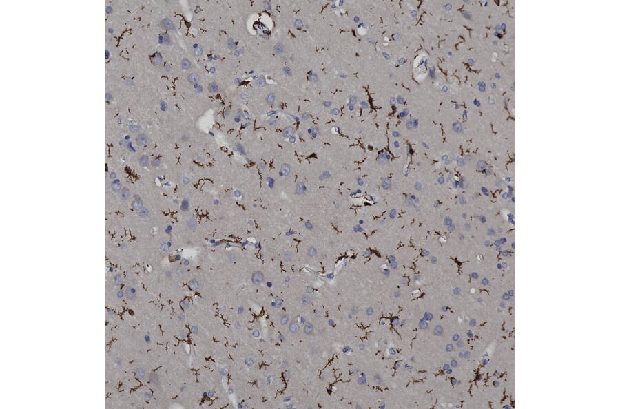 Immunohistochemistry - Anti-Iba1 Antibody (A104332) - Antibodies.com