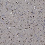 Immunohistochemistry - Anti-Iba1 Antibody (A104332) - Antibodies.com