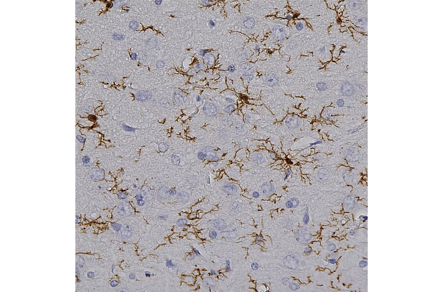 Immunohistochemistry - Anti-Iba1 Antibody (A104332) - Antibodies.com