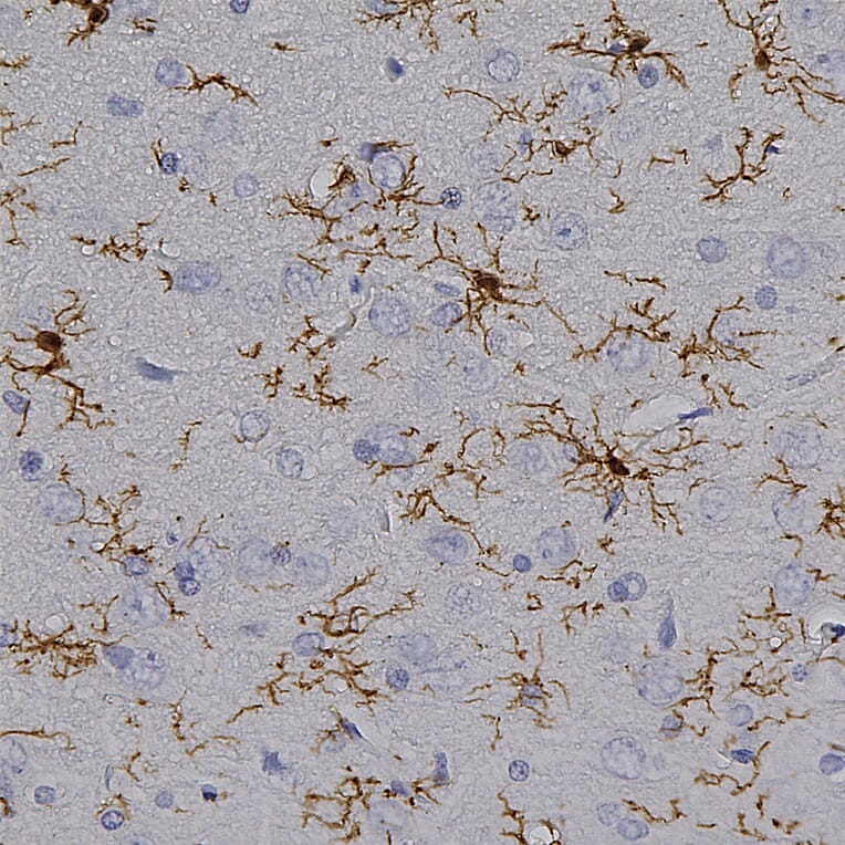 Immunohistochemistry - Anti-Iba1 Antibody (A104332) - Antibodies.com