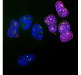 Immunofluorescence - Anti-Ki67 Antibody - Antibodies.com (A104333)