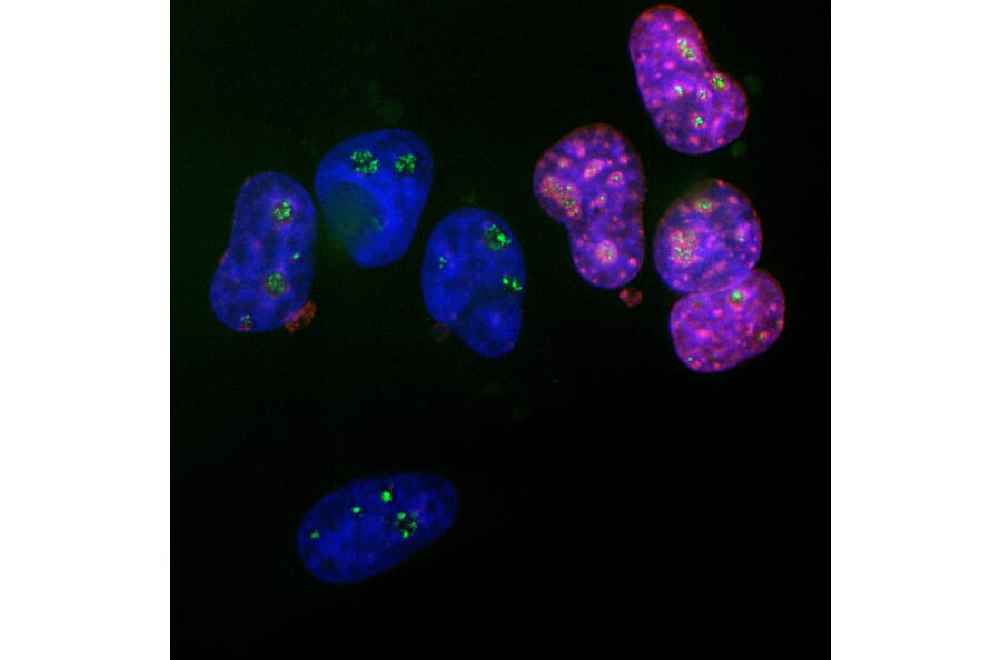 Immunofluorescence - Anti-Ki67 Antibody (A104333) - Antibodies.com