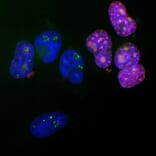 Immunofluorescence - Anti-Ki67 Antibody - Antibodies.com (A104333)