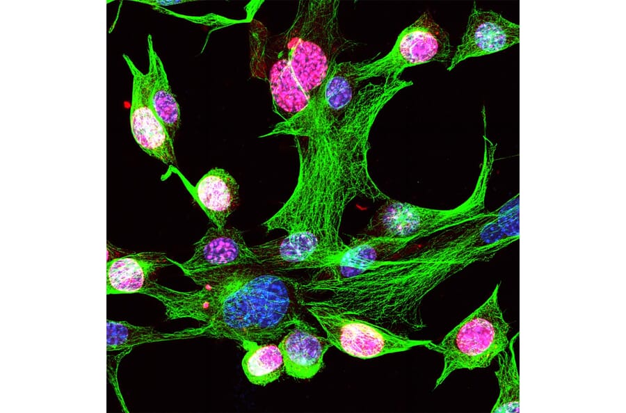 IHC analysis of mouse NIH-3T3 cells