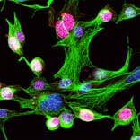 Immunofluorescence - Anti-Ki67 Antibody (A104333) - Antibodies.com