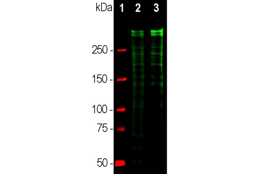 Western Blot - Anti-Ki67 Antibody (A104333) - Antibodies.com