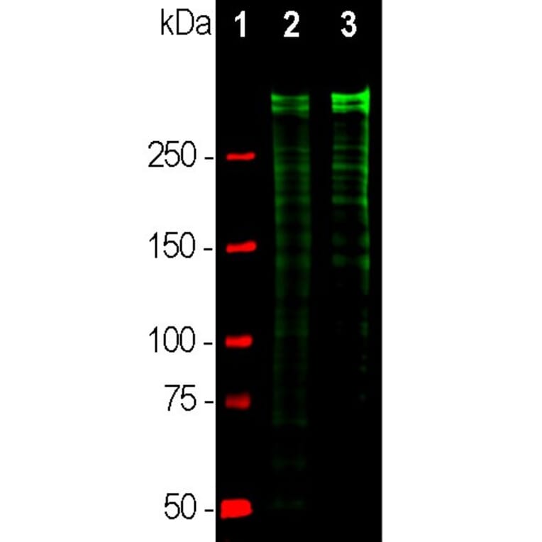 Anti Ki67 Antibody A104333