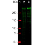 Western Blot - Anti-Ki67 Antibody - Antibodies.com (A104333)