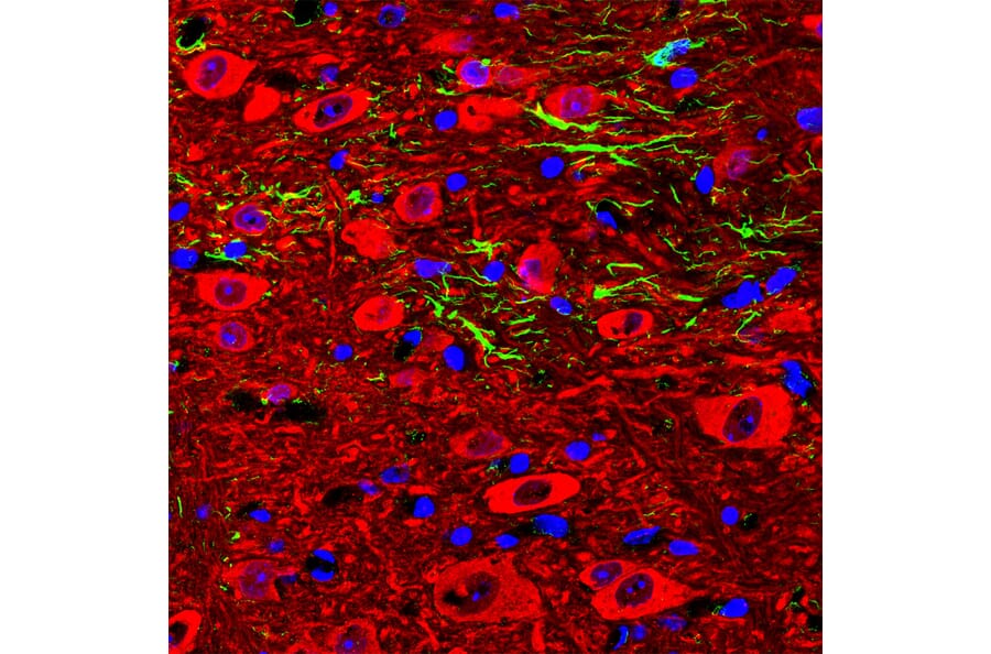 IHC of rat hippocampus using anti-FOX3 Antibody (A104330)