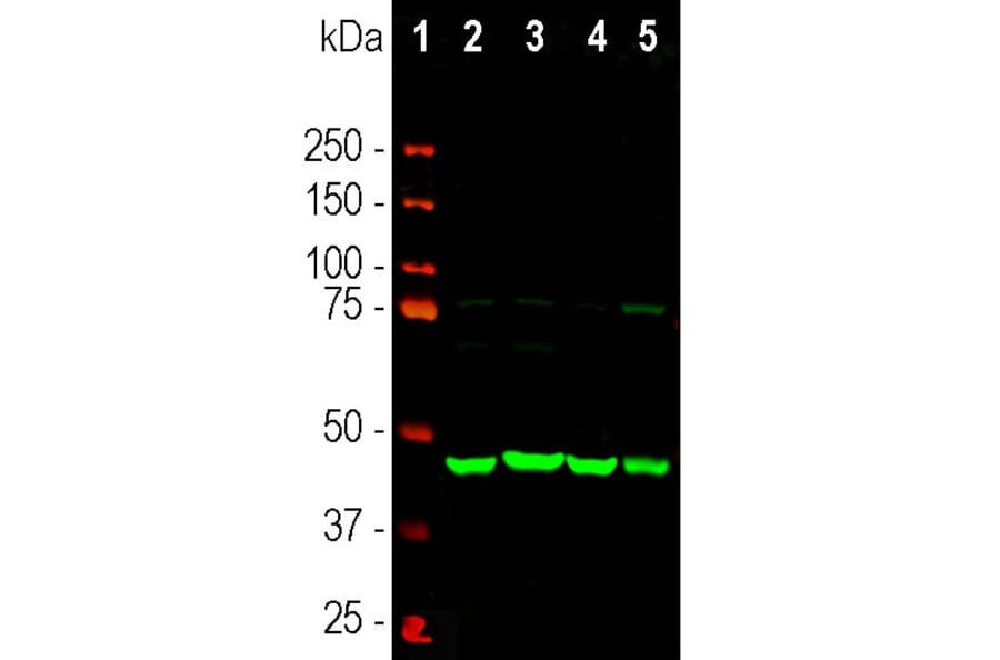Western Blot - Anti-NSE Antibody (A104334) - Antibodies.com