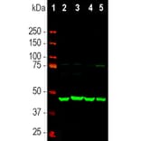 Western Blot - Anti-NSE Antibody (A104334) - Antibodies.com