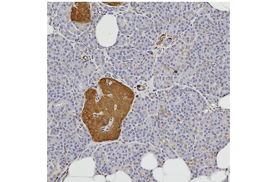 Immunohistochemistry - Anti-NSE Antibody (A104334) - Antibodies.com