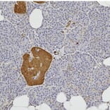 Immunohistochemistry - Anti-NSE Antibody (A104334) - Antibodies.com