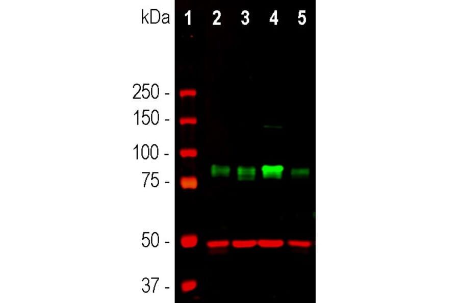 Immunofluorescence - Anti-MARCKS Antibody - Antibodies.com (A104335)