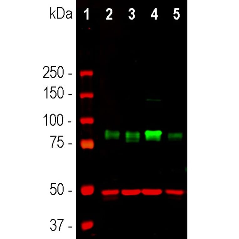 Immunofluorescence - Anti-MARCKS Antibody - Antibodies.com (A104335)