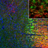 Immunofluorescence - Anti-SERT Antibody - Antibodies.com (A104336)