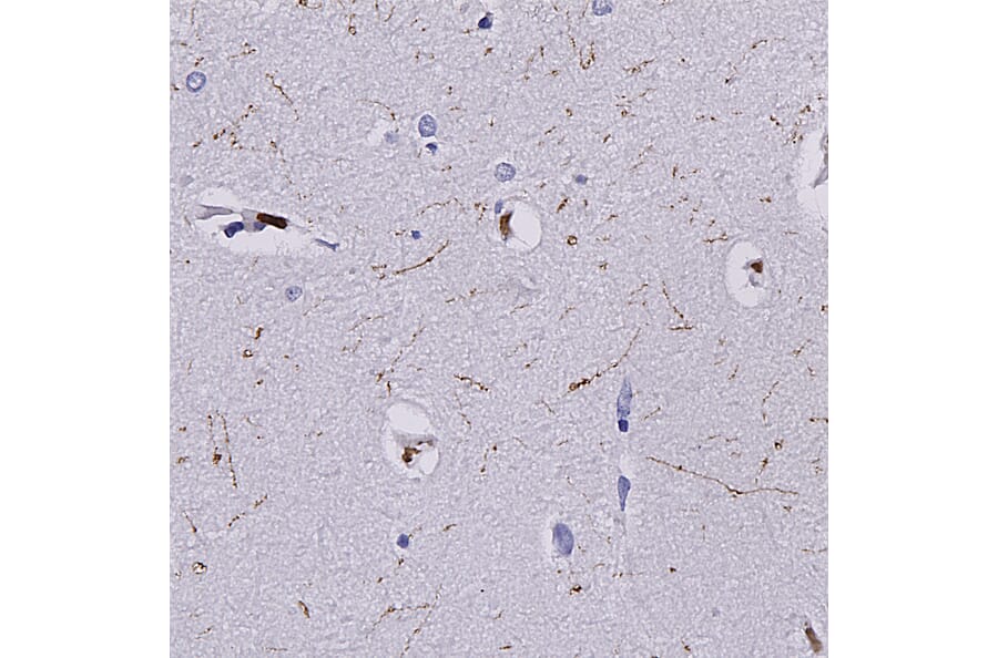 Immunohistochemistry - Anti-SERT Antibody (A104336) - Antibodies.com