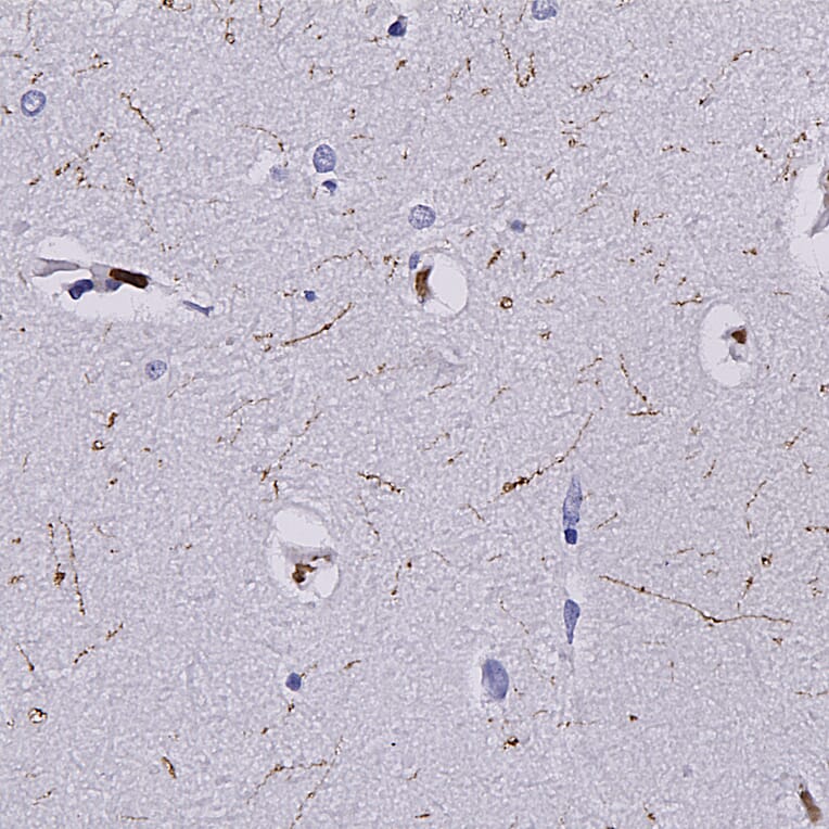Immunohistochemistry - Anti-SERT Antibody (A104336) - Antibodies.com