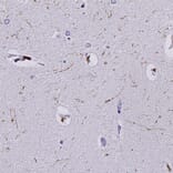 Immunohistochemistry - Anti-SERT Antibody (A104336) - Antibodies.com