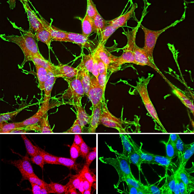 Immunofluorescence - Anti-DJ1 Antibody - Antibodies.com (A104338)