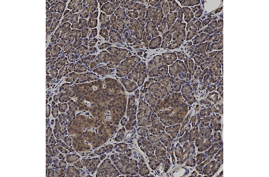 Immunohistochemistry - Anti-DJ1 Antibody (A104338) - Antibodies.com